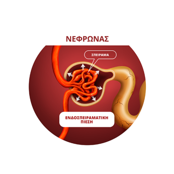 Nephron